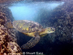 Green Sea Turtle by Stuart Ganz 
